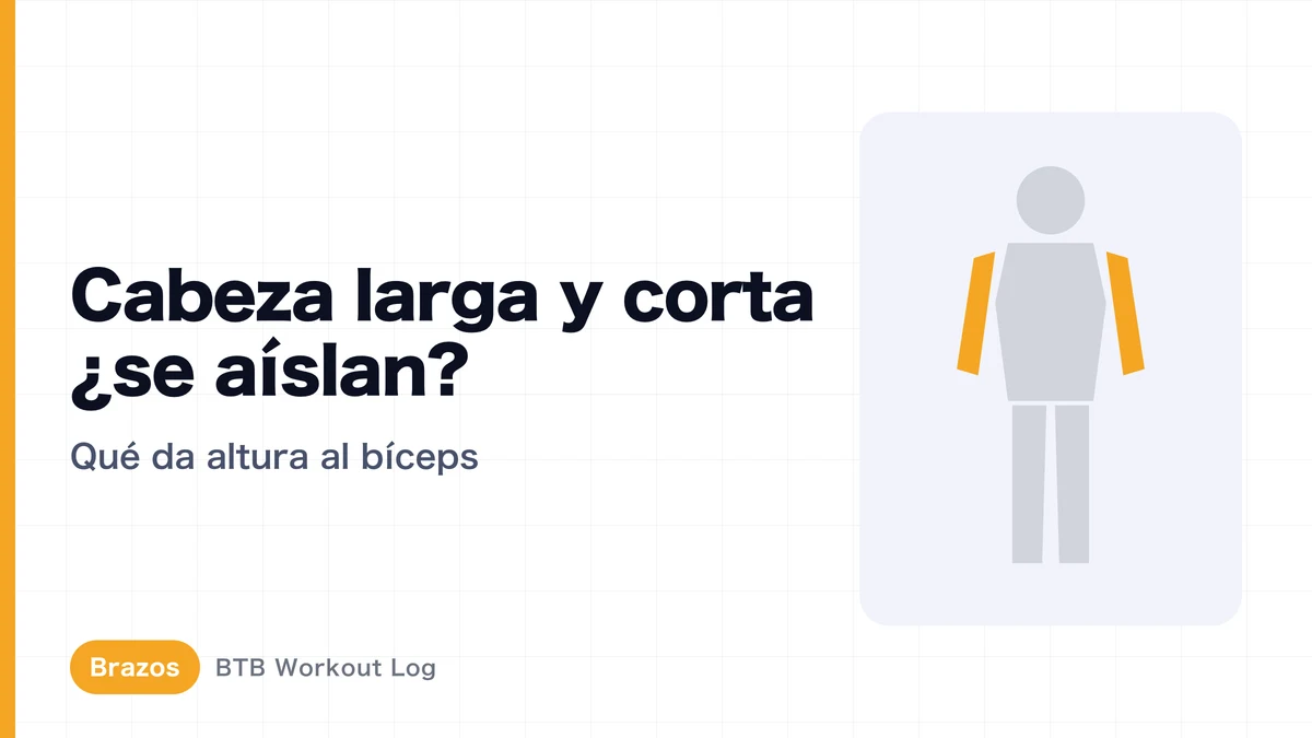 Cabeza larga y corta del bíceps: ¿se pueden entrenar por separado para ganar pico y grosor?