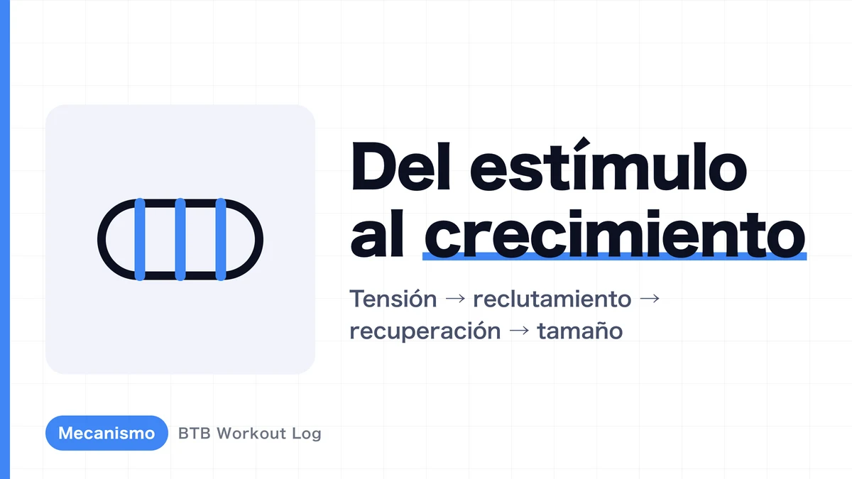 ¿Por qué los músculos crecen con el entrenamiento? La ruta hacia la hipertrofia muscular explicada