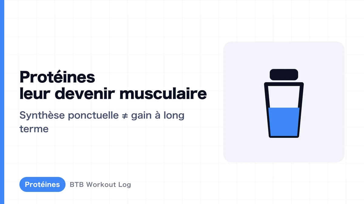 Qu'arrive-t-il au muscle après l'ingestion de protéines ? Guide complet de la synthèse protéique