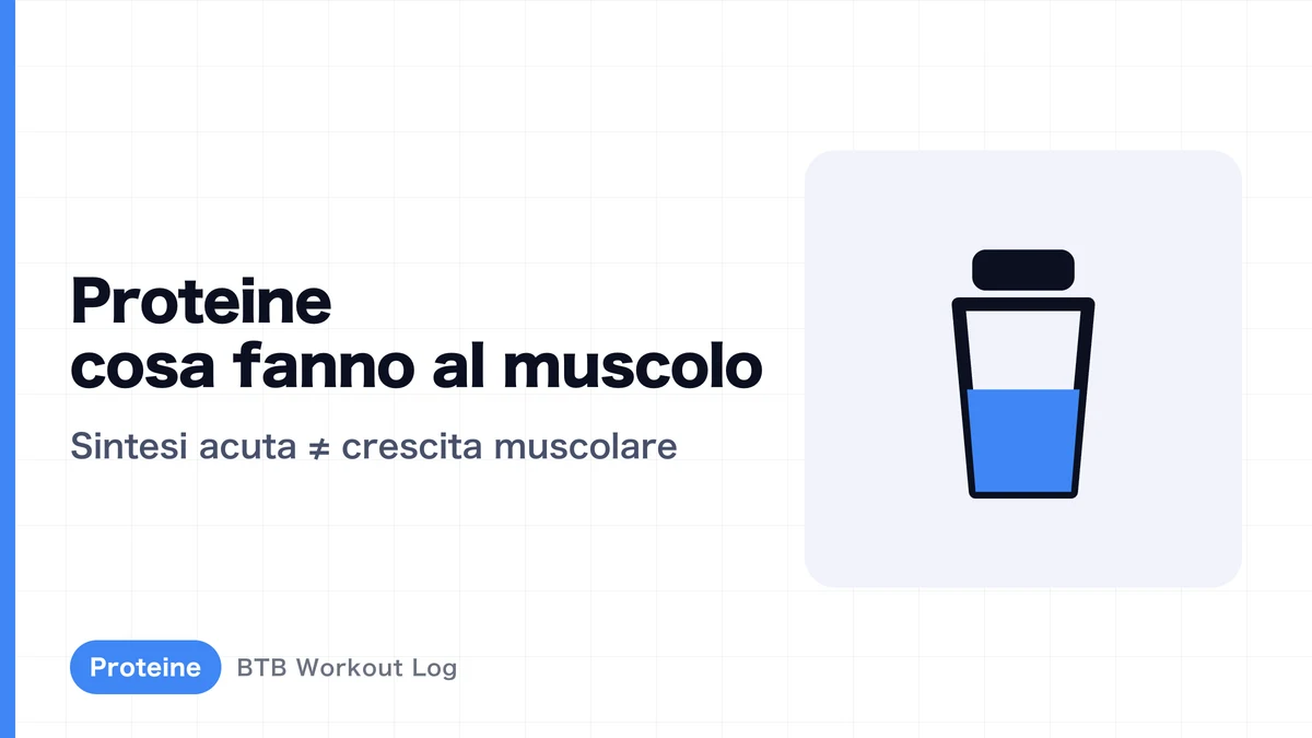 Cosa succede nei muscoli quando assumi proteine? La sintesi proteica muscolare spiegata