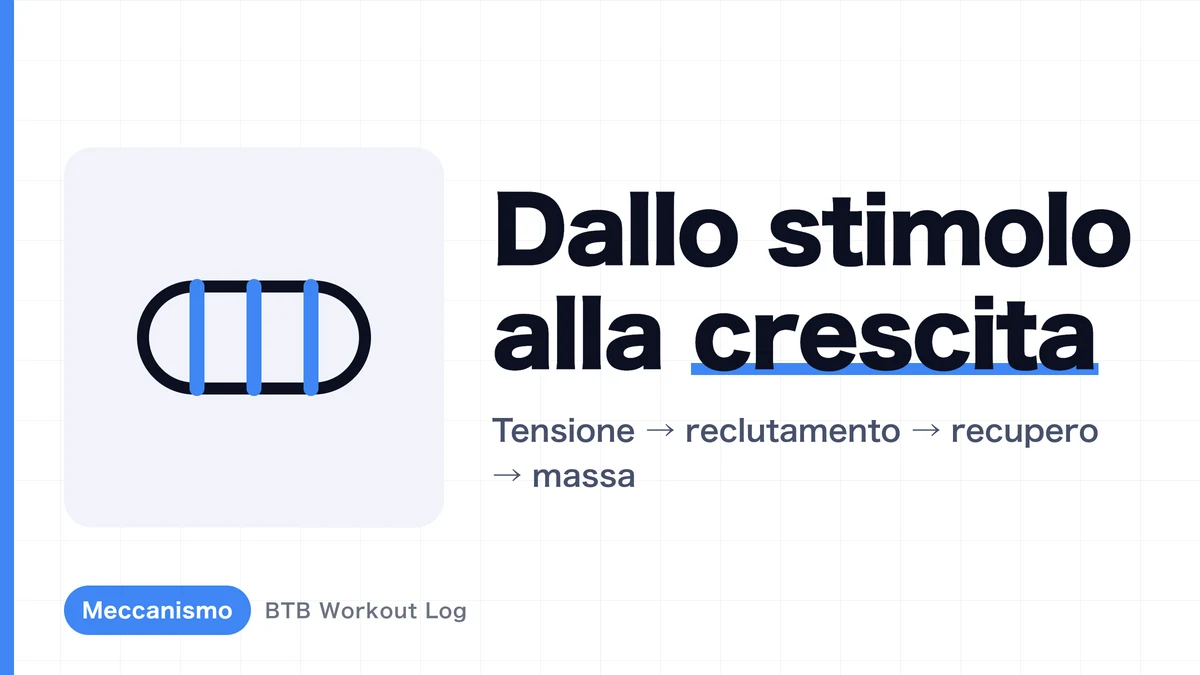 Perché il sollevamento pesi fa crescere i muscoli? La progressione verso l'ipertrofia muscolare spiegata