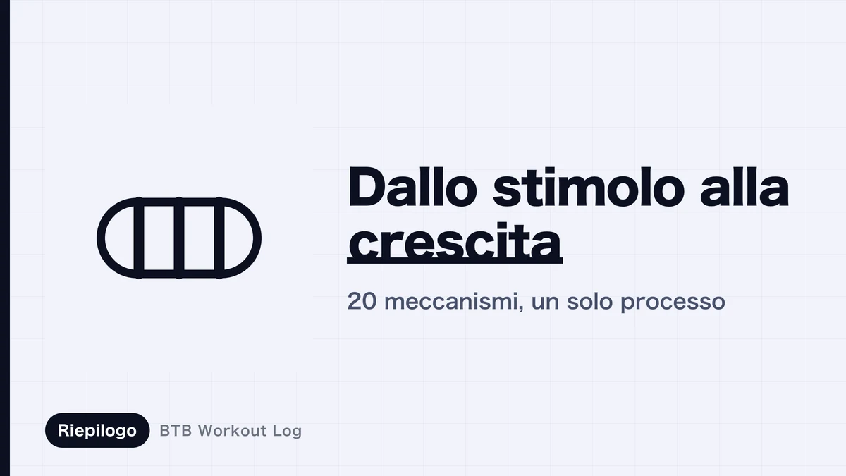 Come funziona l'ipertrofia muscolare | Da stimolo a crescita: il flusso completo