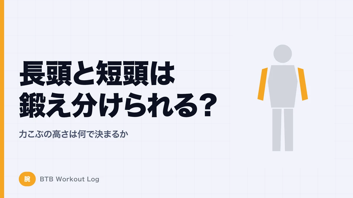 上腕二頭筋の長頭・短頭は鍛え分けられる？力こぶの高さと腕の太さを考える