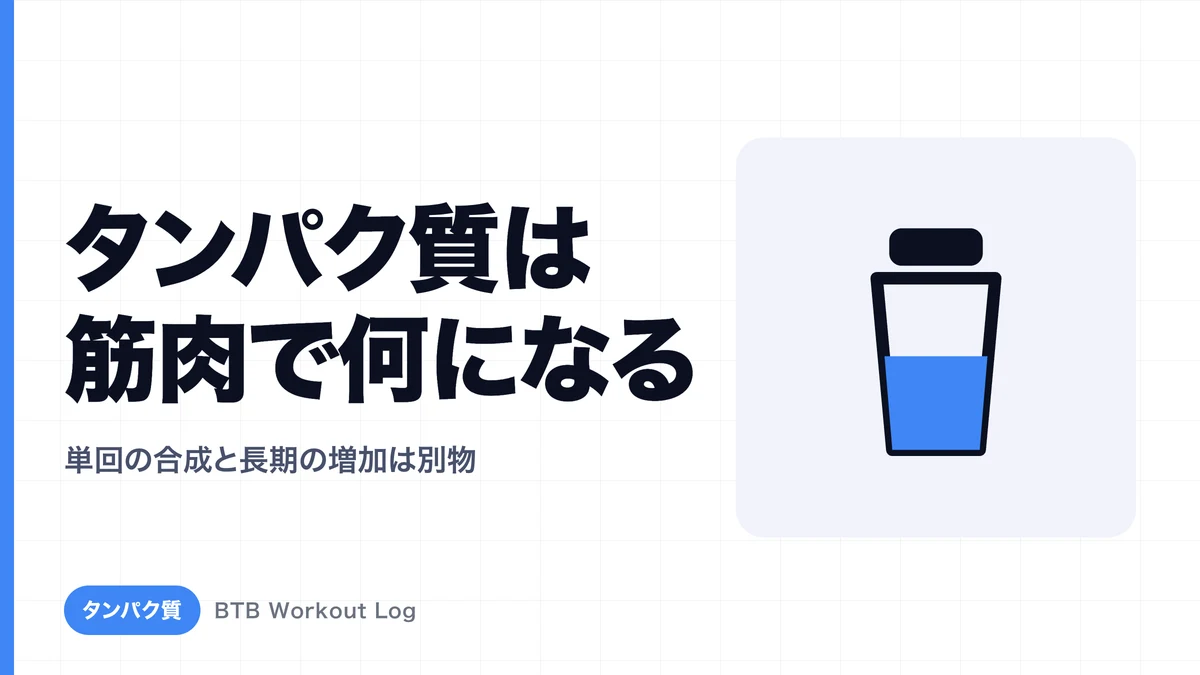 タンパク質を摂ると筋肉では何が起こる？筋タンパク質合成を解説