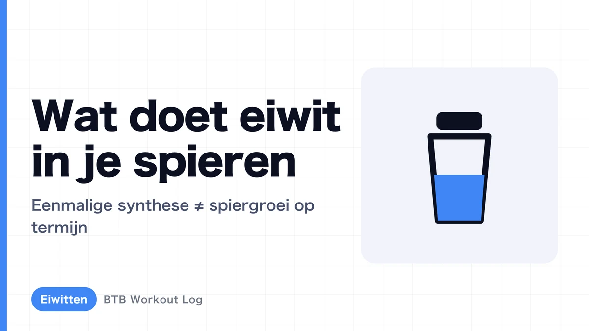 Wat gebeurt er in je spieren als je proteïne eet? Spiertoeiwitsynthese uitgelegd
