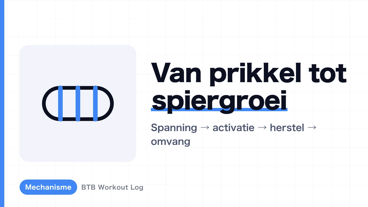 Waarom groeien spieren door krachttraining? De weg naar spierhypertrofie uitgelegd