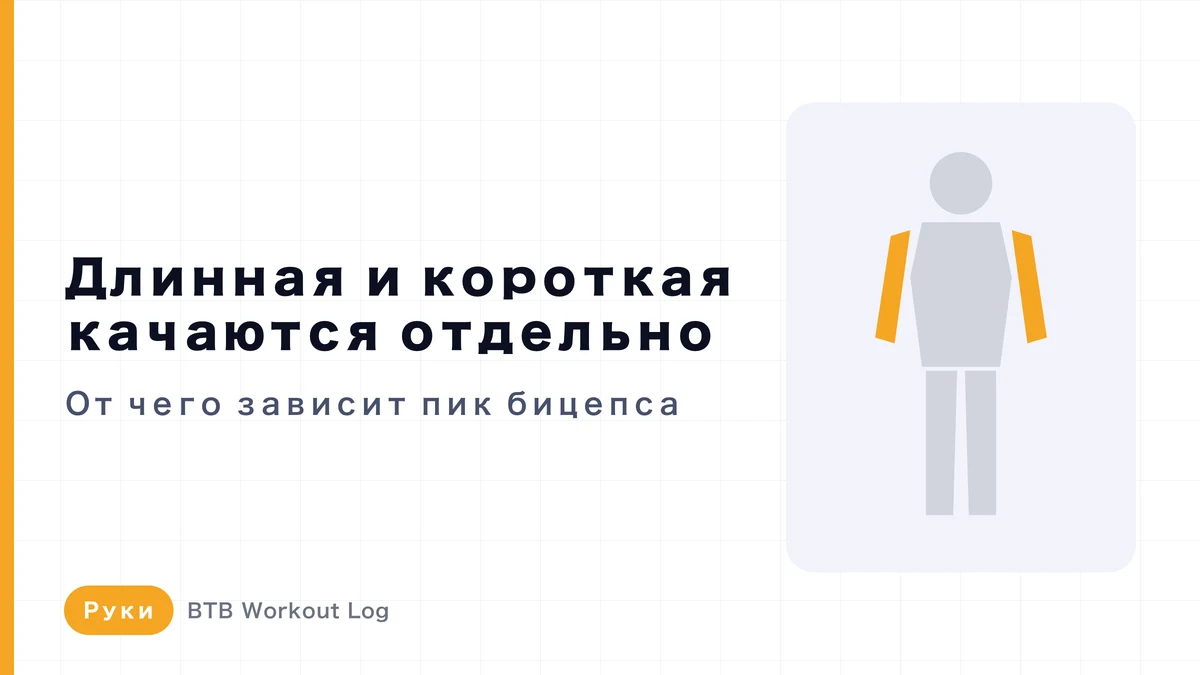 Длинная и короткая головки бицепса: можно ли тренировать их отдельно? Пик и толщина руки