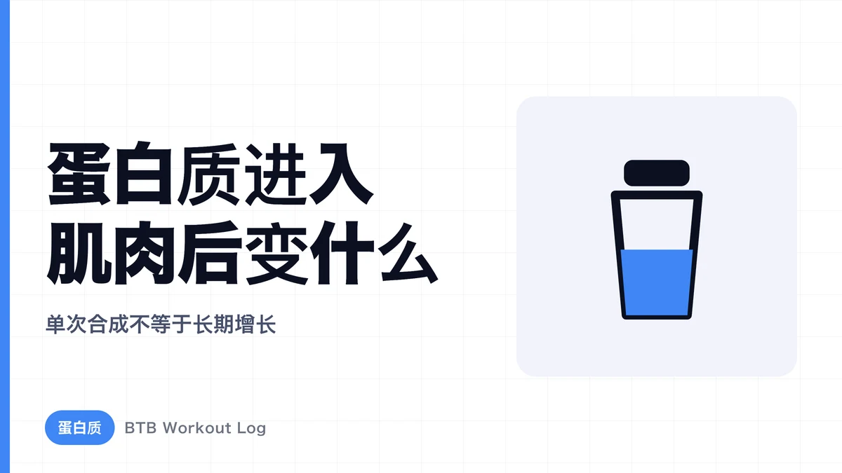 摄入蛋白质后肌肉会发生什么？肌肉蛋白质合成详解