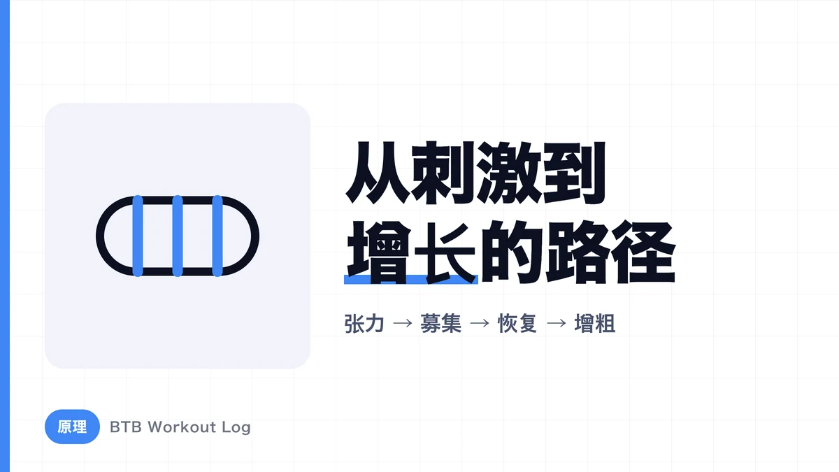 为什么力量训练会导致肌肉肥大？完整流程解析