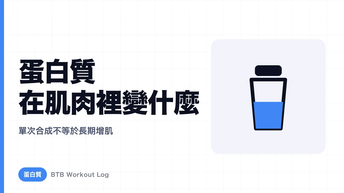 攝取蛋白質時肌肉發生什麼？肌肉蛋白質合成解析