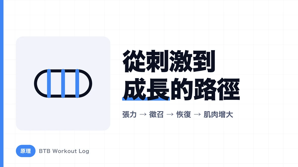 為什麼力量訓練會讓肌肉變大？肌肉肥大流程全解