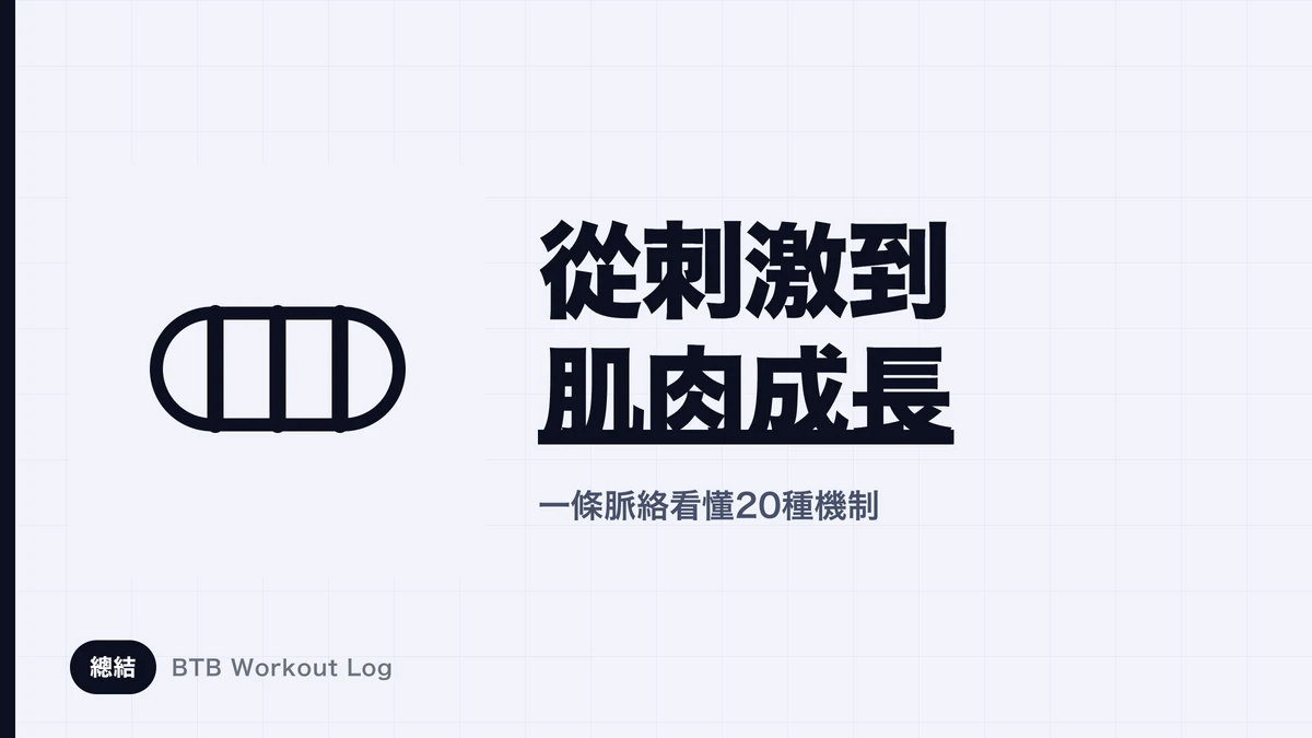 肌肉肥大的機制 | 從刺激到成長的完整流程
